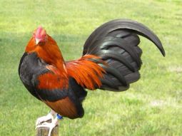 40f978f0d2ab981790d47ca0058afc41--bantam-chickens-fancy-chickens