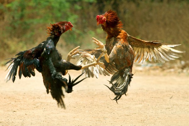 COCK_FIGHT.JPG